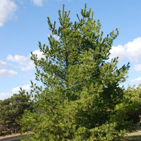 Eastern White Pine