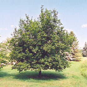 Ironwood