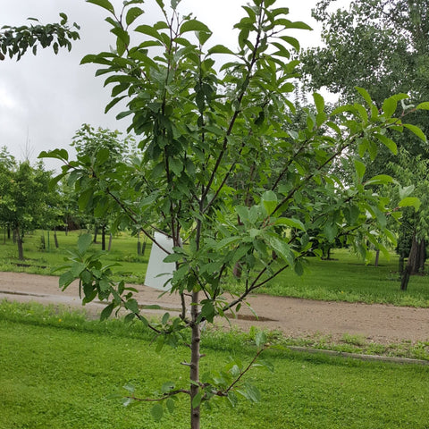 Mt. Royal Plum